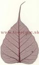 Bordo list